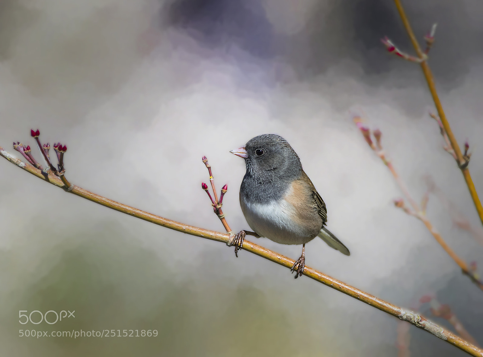 Canon EOS M5 sample photo. Dark-eyed junco (male) photography