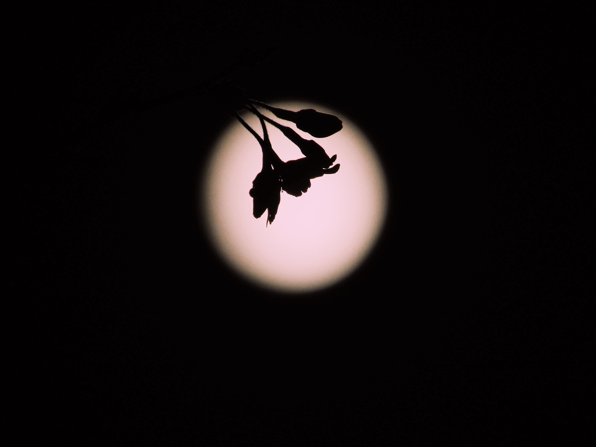 Canon POWERSHOT SX430 IS sample photo. 北へ向かうことを知っているよね。 photography