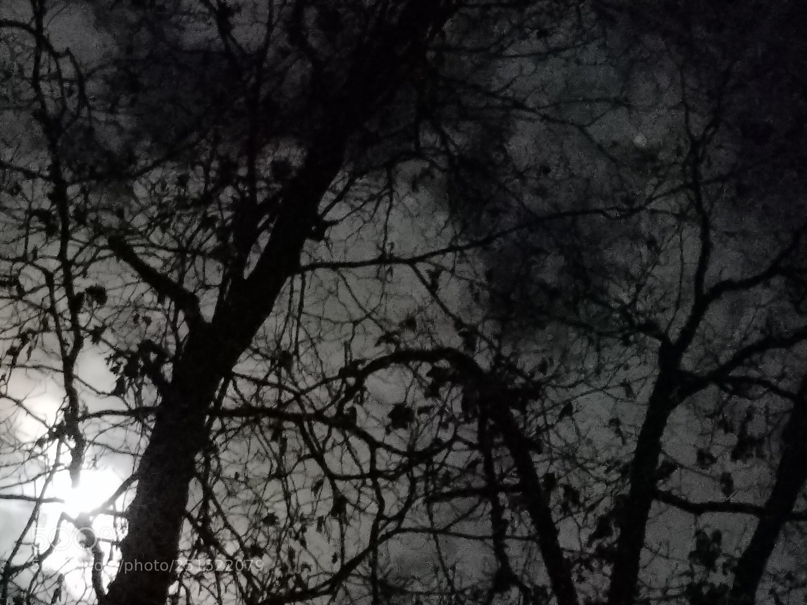 Samsung Galaxy S7 Edge sample photo. Tree moonlight the deer photography