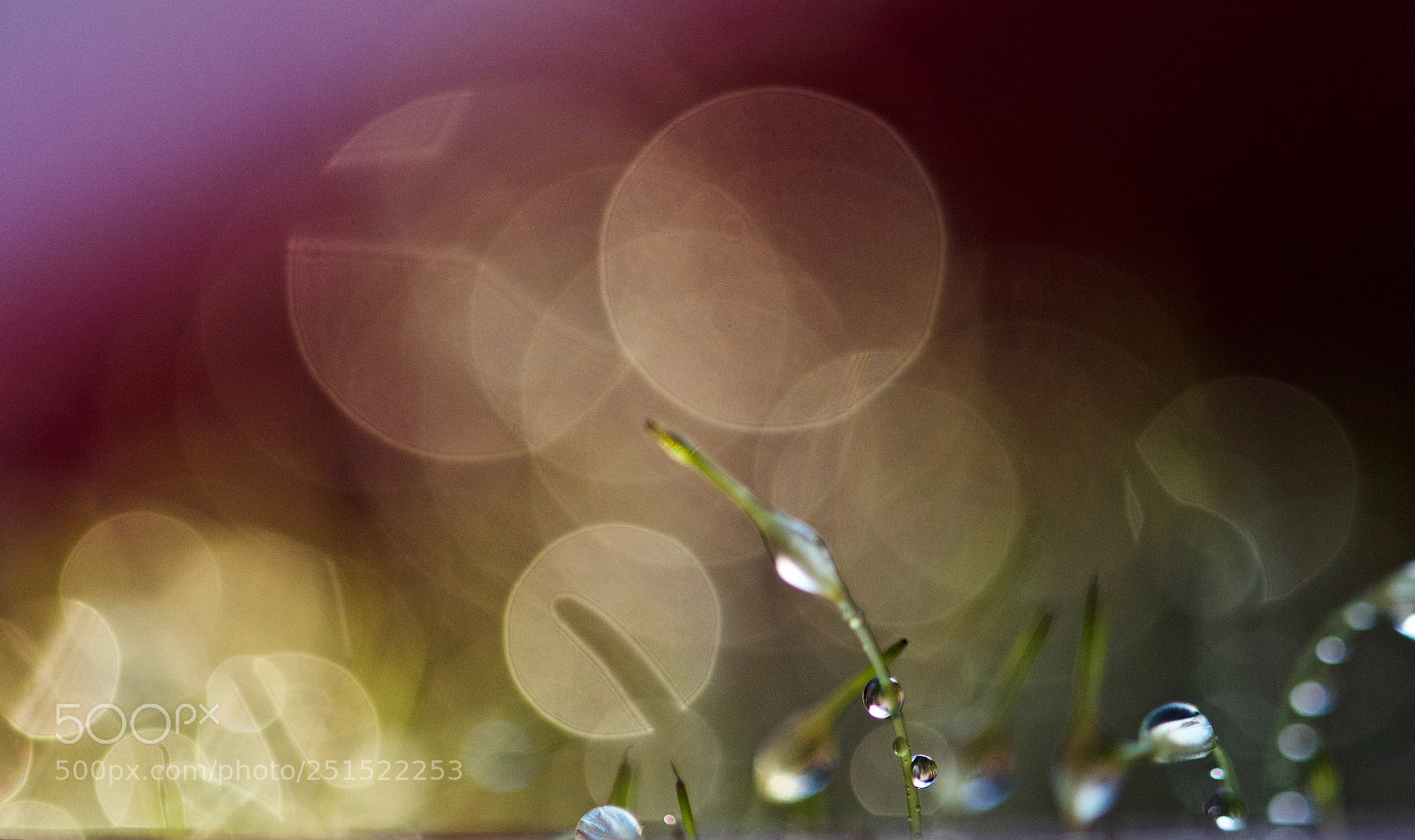 Nikon D500 sample photo. Untitled photography