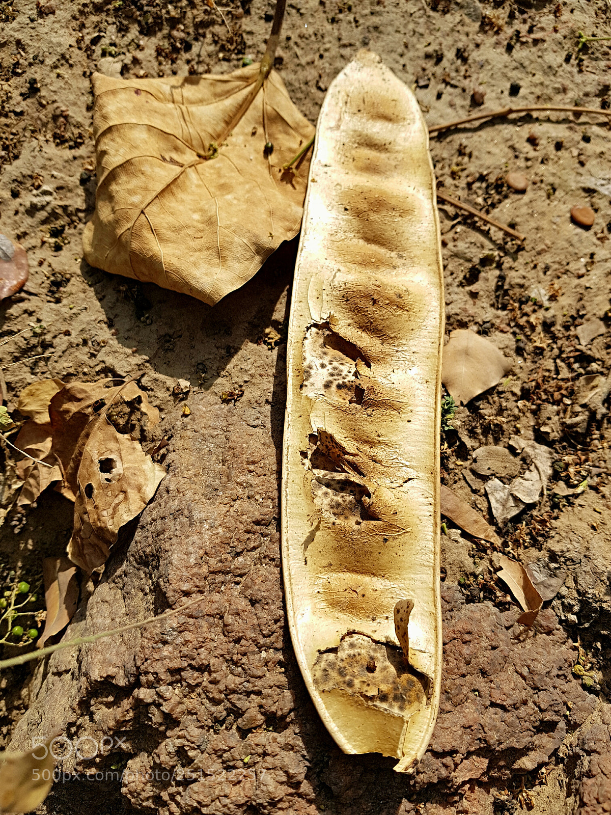 Samsung Galaxy S8 sample photo. Dried to perfection photography