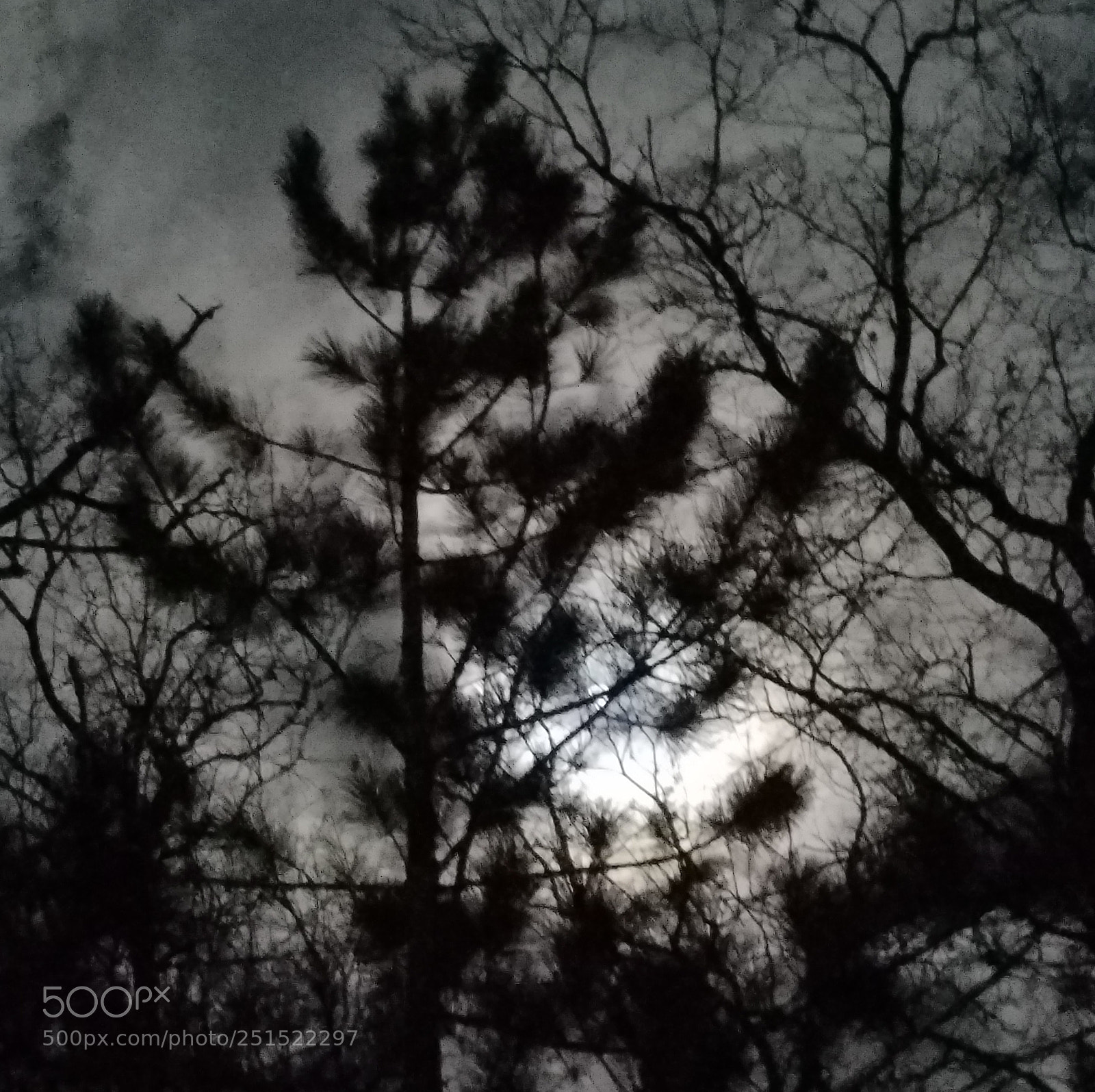 Samsung Galaxy S7 Edge sample photo. Pine tree's spiky sillouhette photography