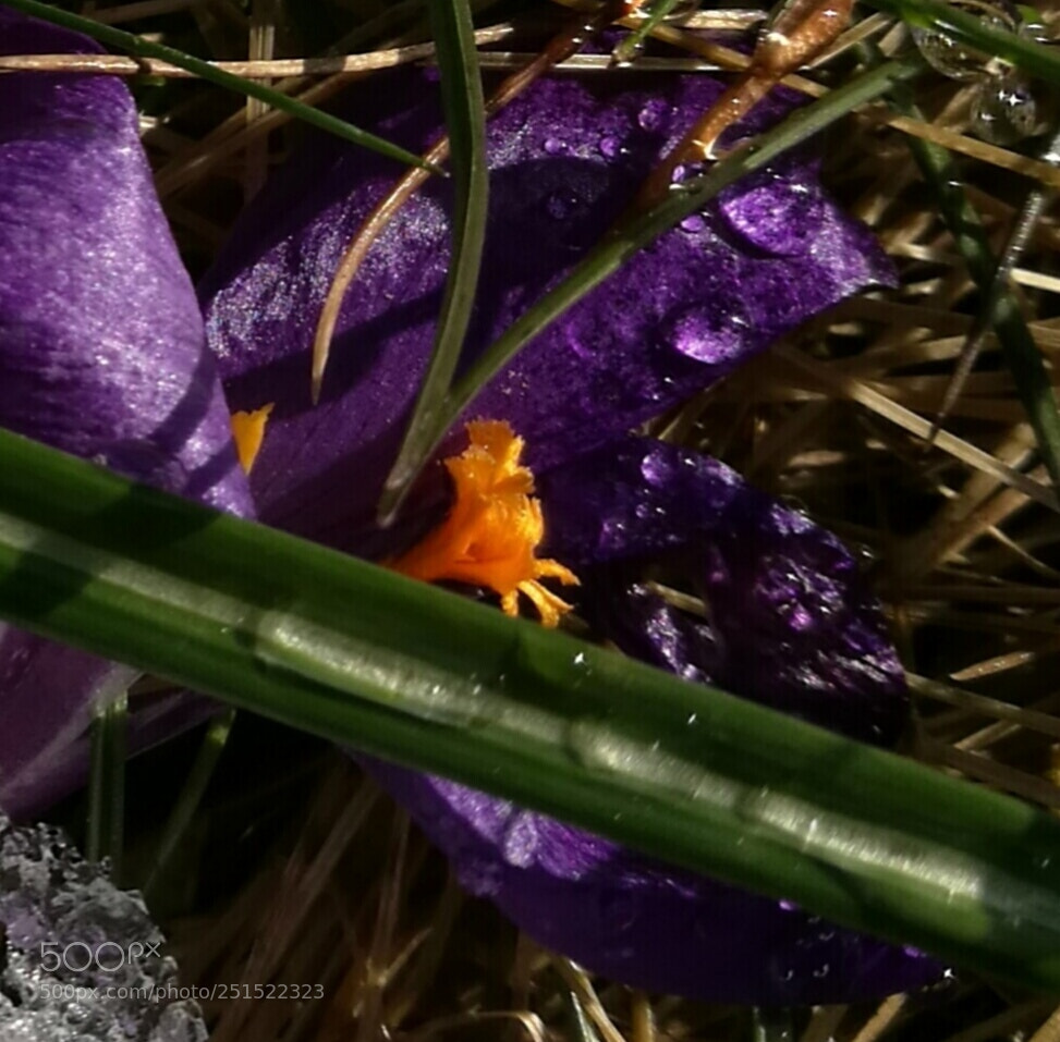 HUAWEI P9 sample photo. Untitled photography