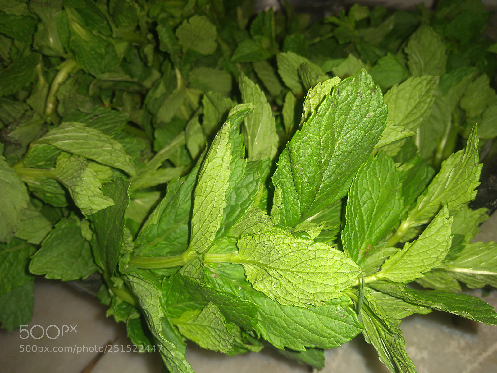 Motorola Moto G (5S) Plus sample photo. Untitled photography