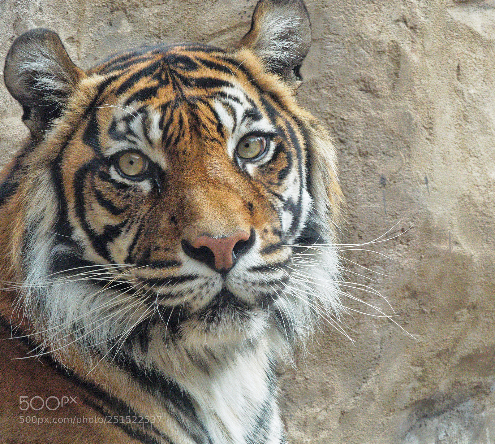 Olympus OM-D E-M5 II sample photo. The eyes say it photography