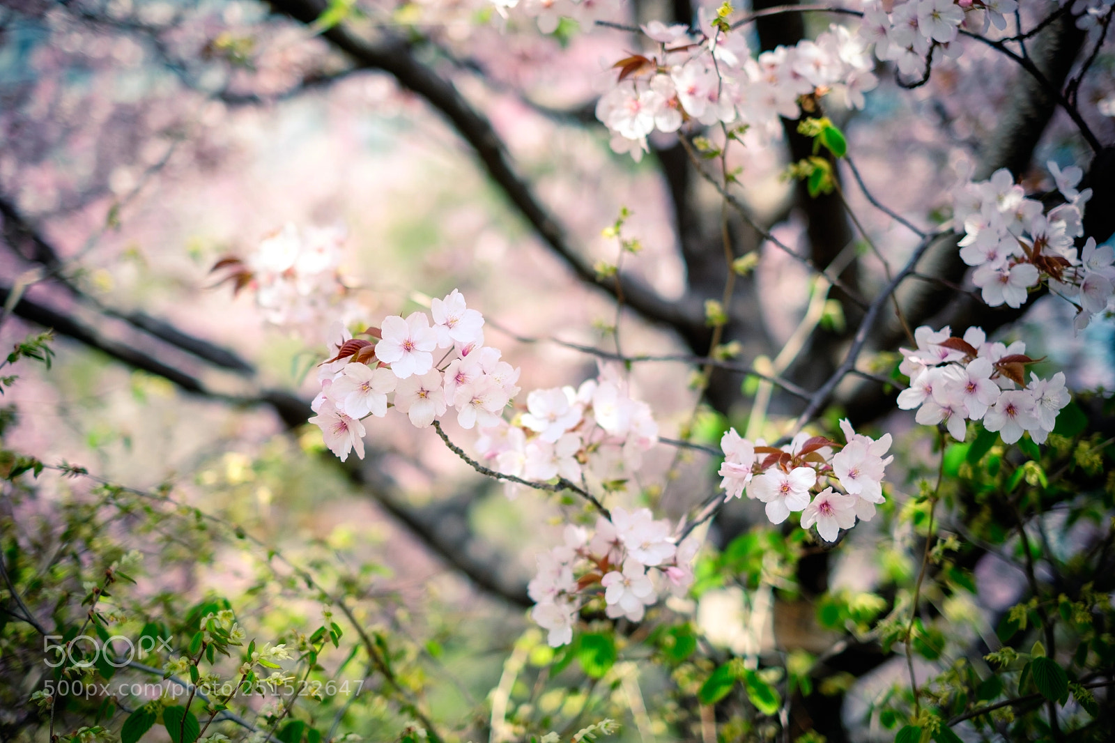 Fujifilm X-E2S sample photo. Sakura photography