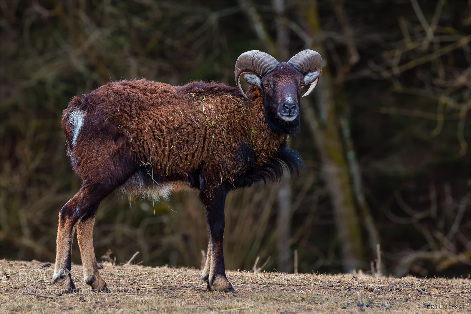 Canon EOS 70D sample photo. Schafsbock photography