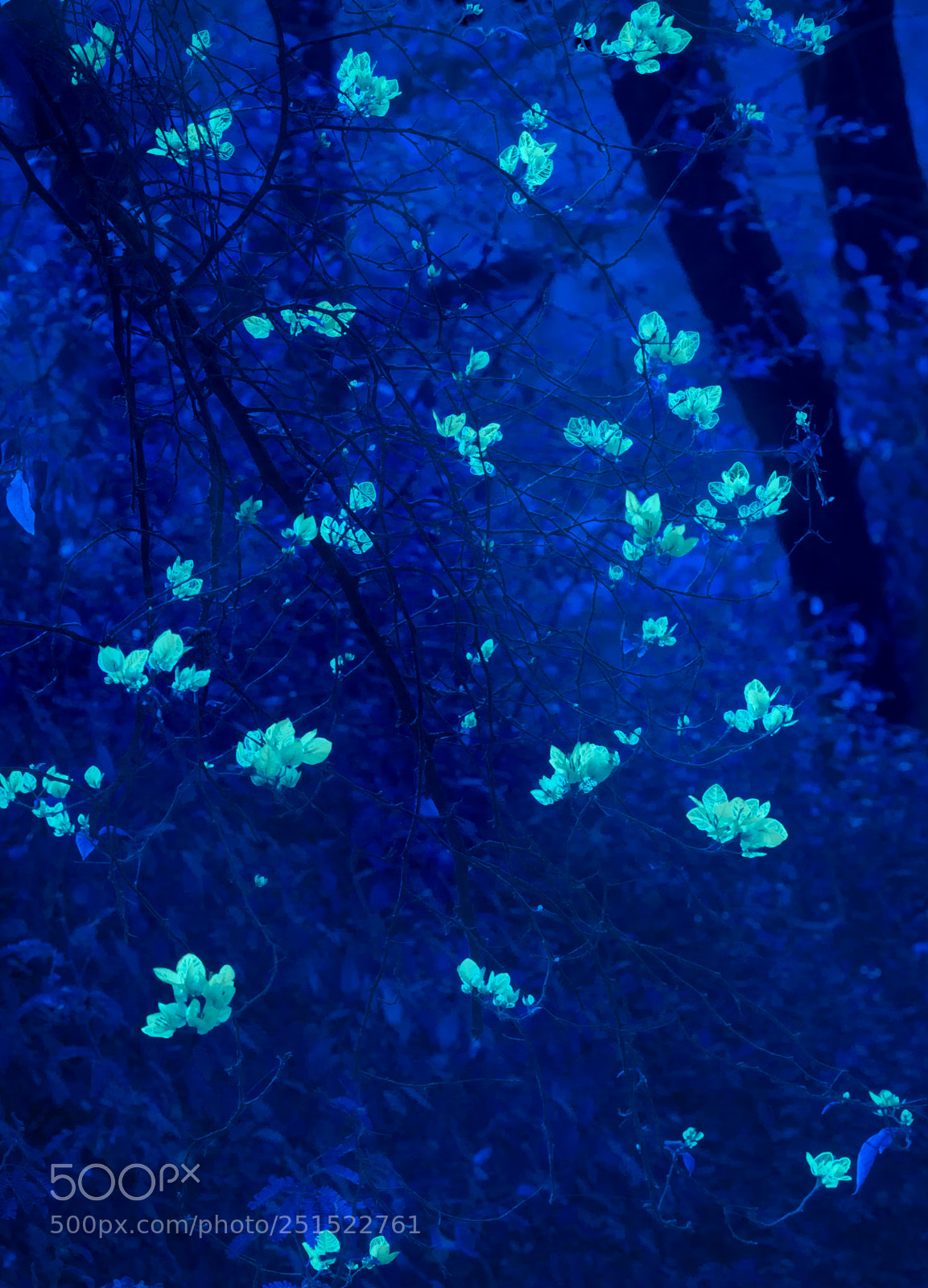 Canon EOS 80D sample photo. The midnight bloom photography