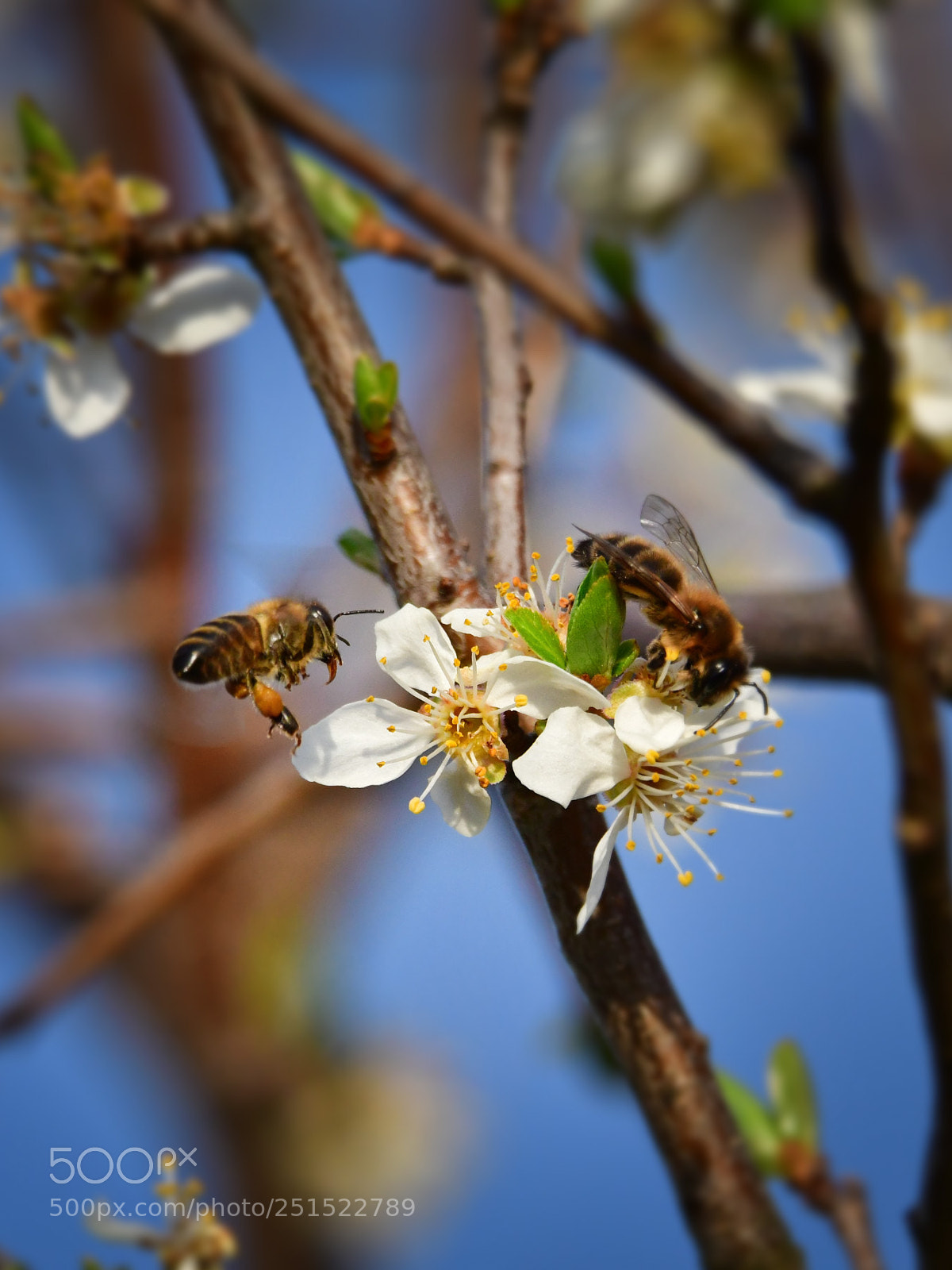 Nikon D500 sample photo. Spring time ii photography