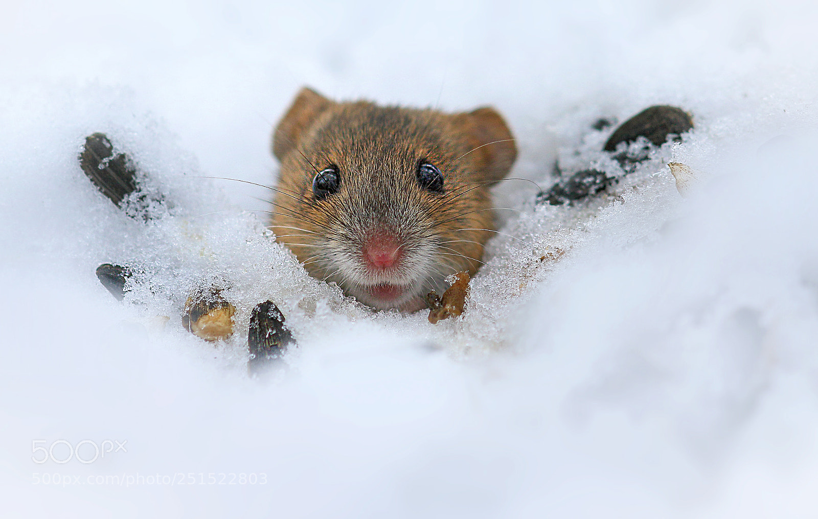 Canon EOS 7D Mark II sample photo. Unexpected guest photography