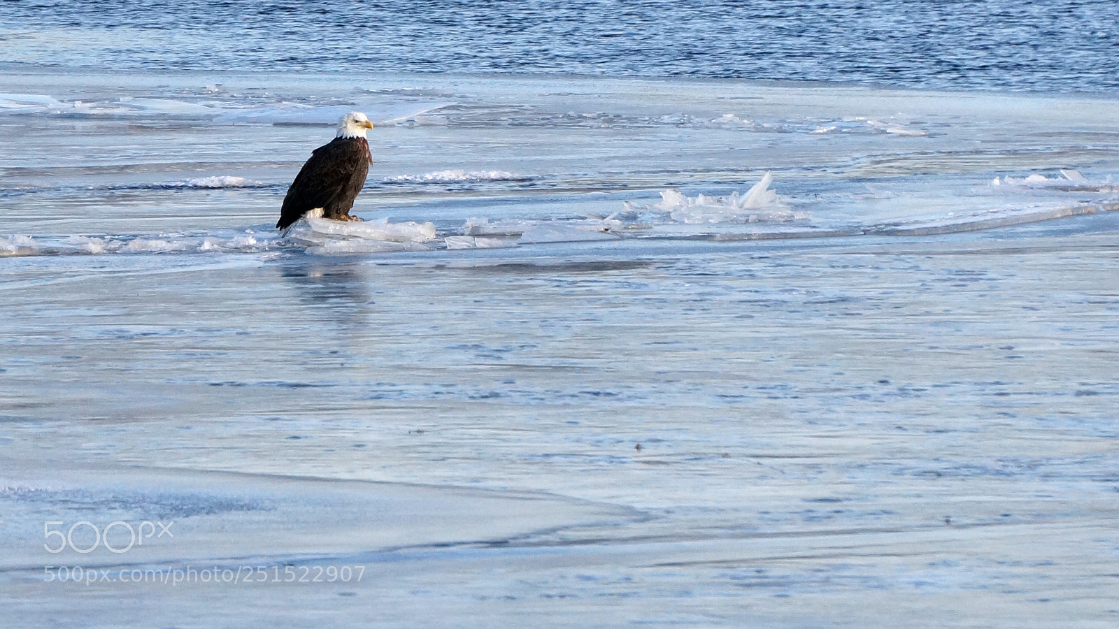 Sony Alpha NEX-5R sample photo. Icy perch photography