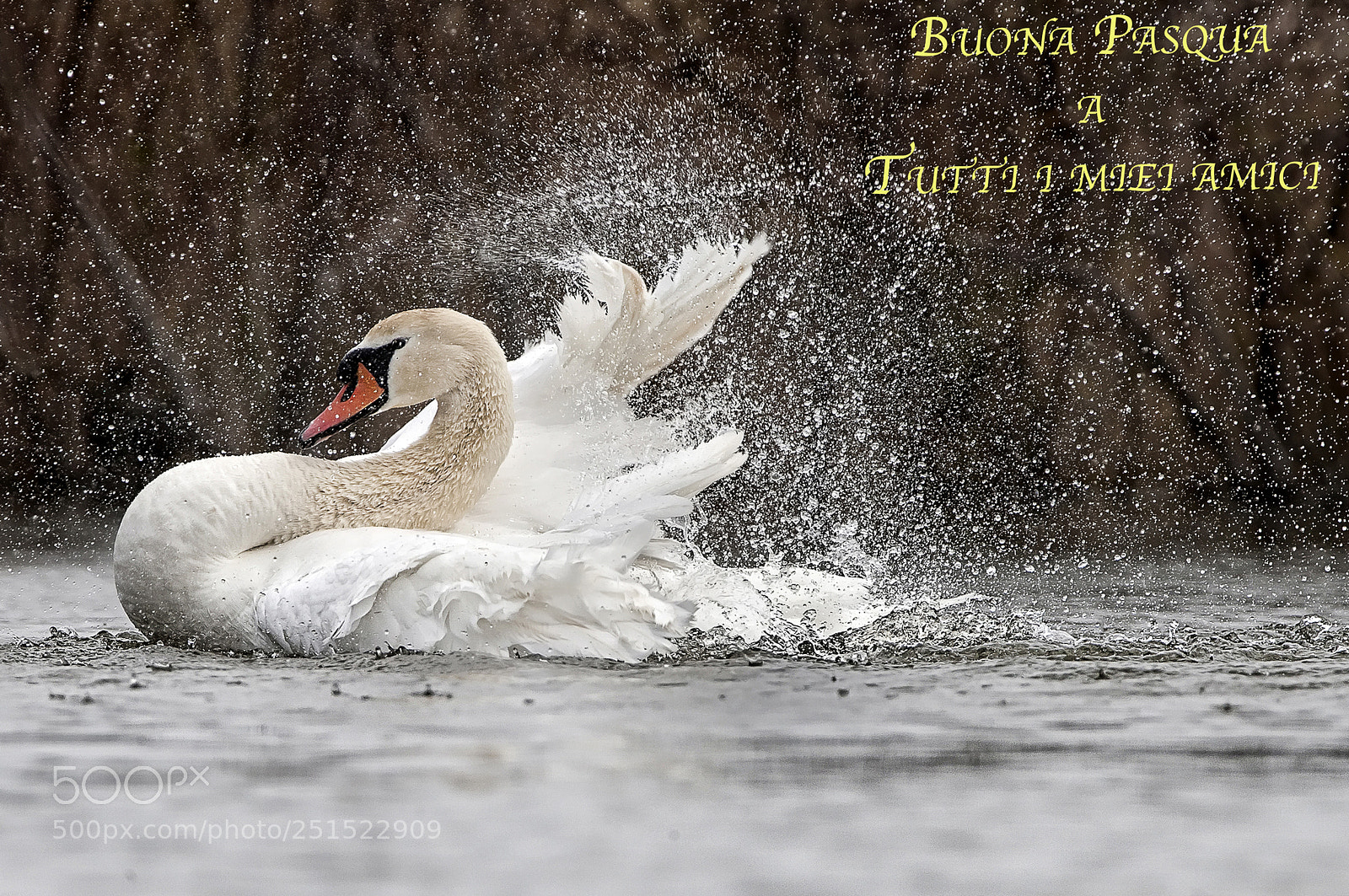 Canon EOS-1Ds Mark II sample photo. Happy easter photography