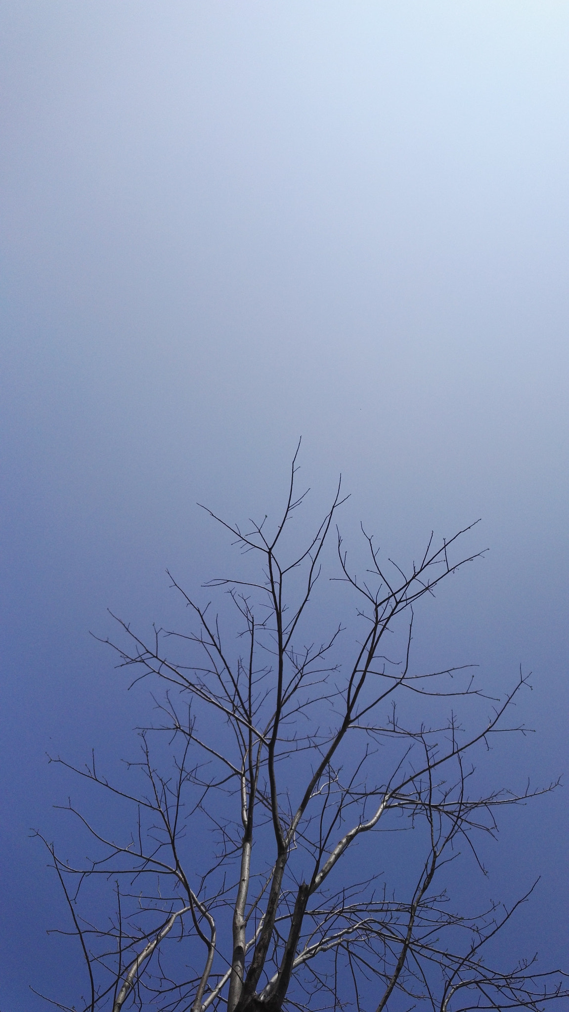 HUAWEI Honor 7 sample photo. 要长叶子了吧 photography