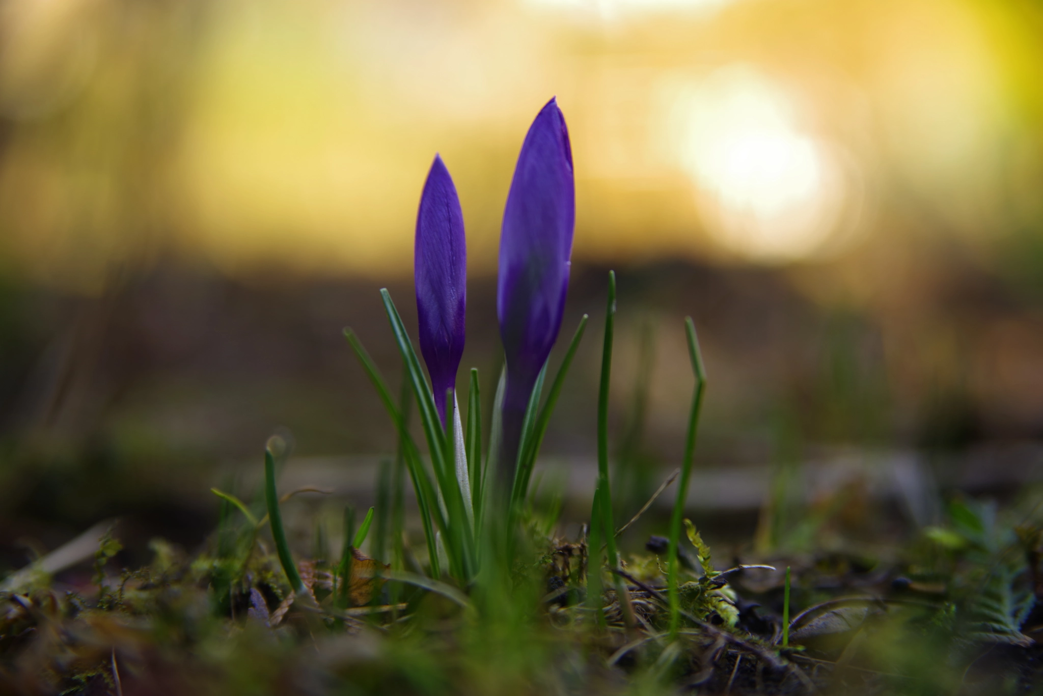 Pentax K-1 sample photo. Crocus photography