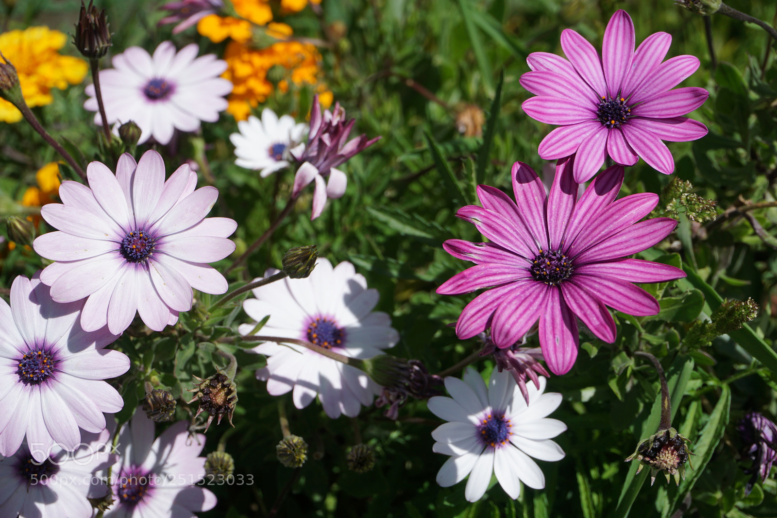 Sony a6000 sample photo. Flowers photography