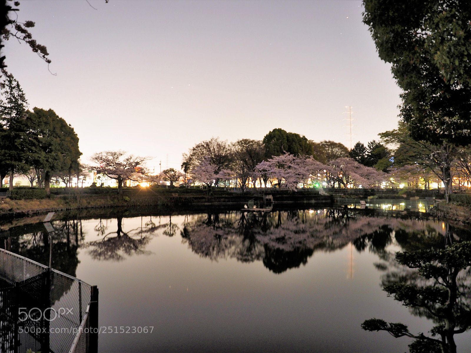 Olympus OM-D E-M1 sample photo. Cherry blossoms at the photography