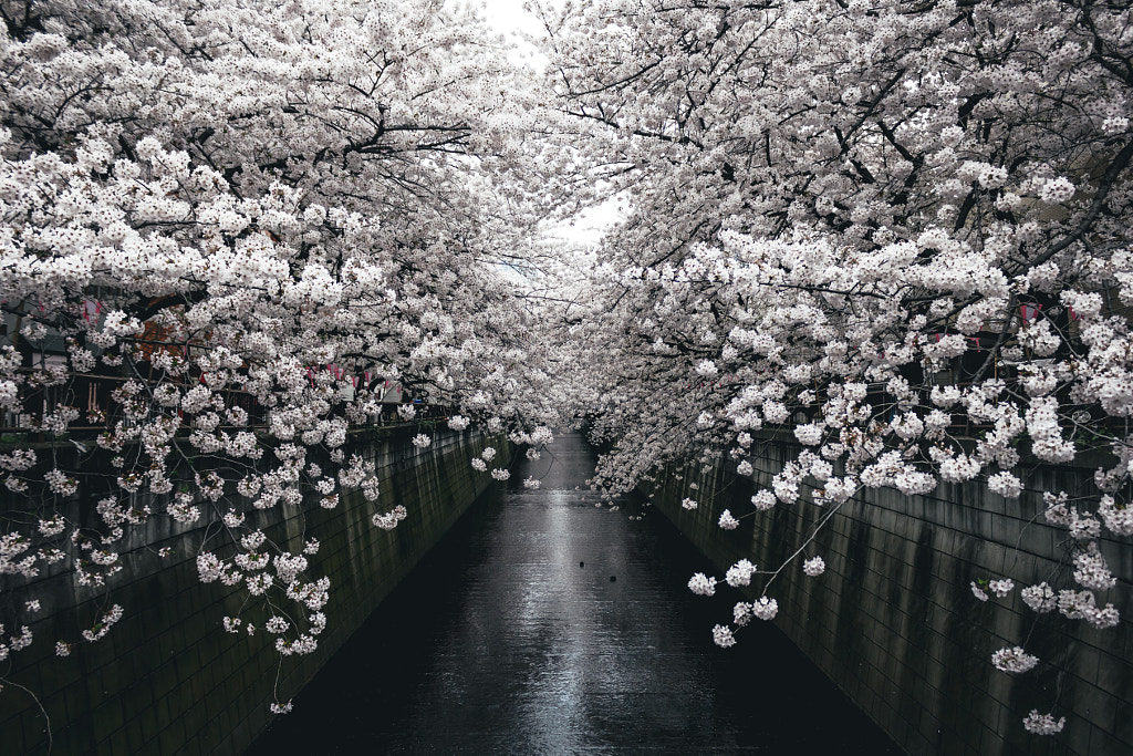 Meguro River by Yoshiro Ishii on 500px.com