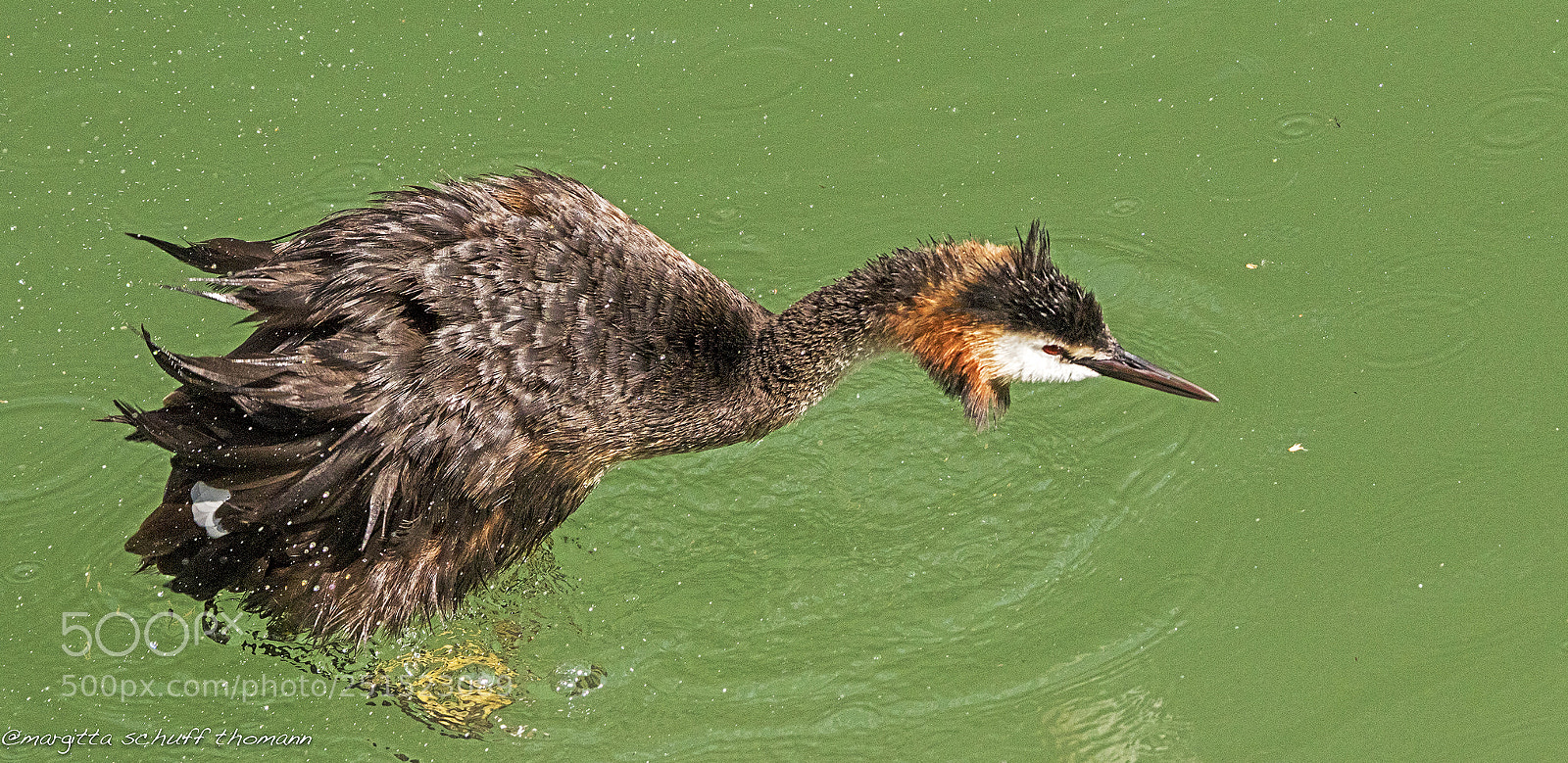 Canon EOS 7D Mark II sample photo. Great crested grebe .. photography