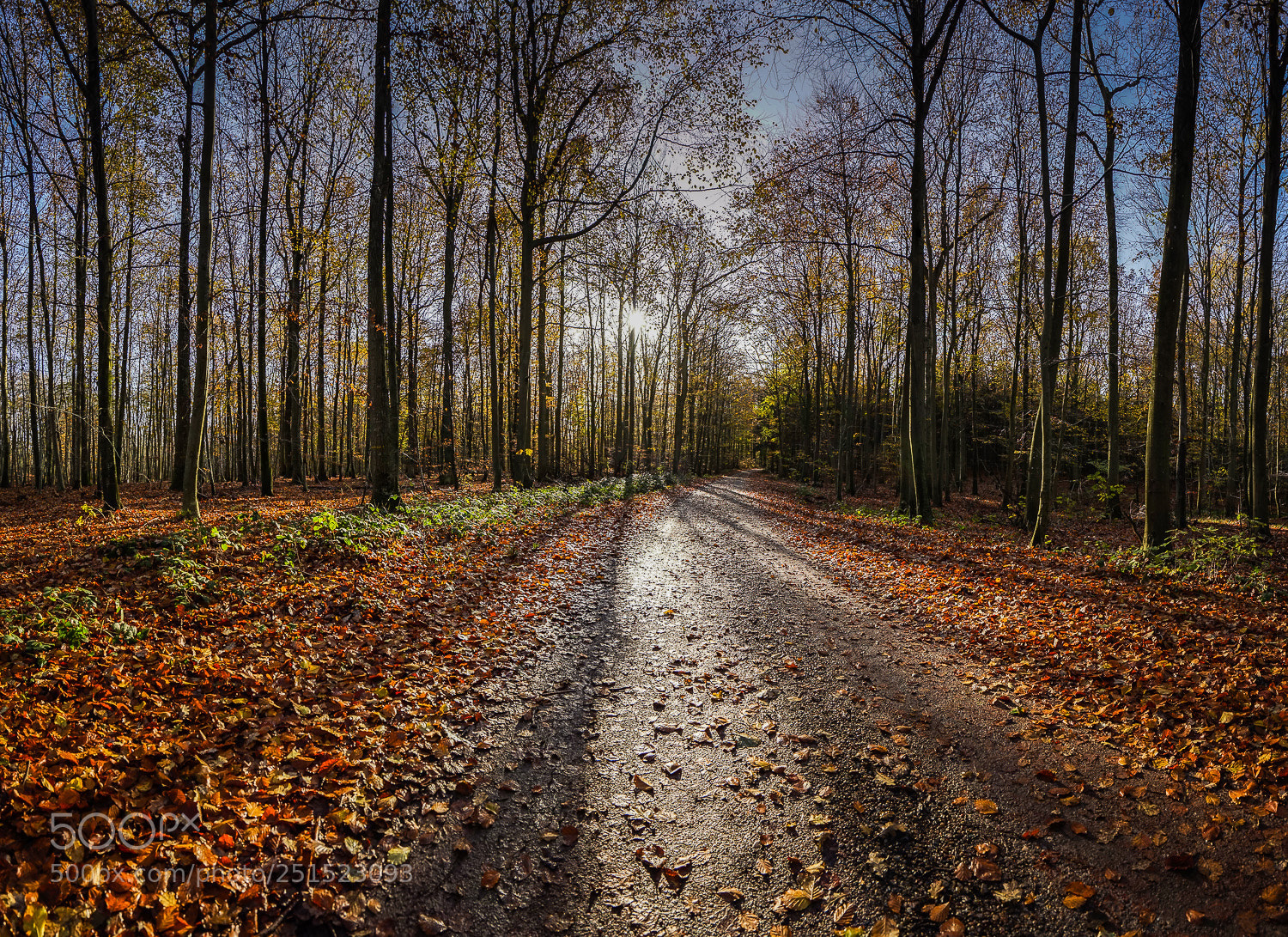 Sony a7R sample photo. Nørreskov - nordwald photography