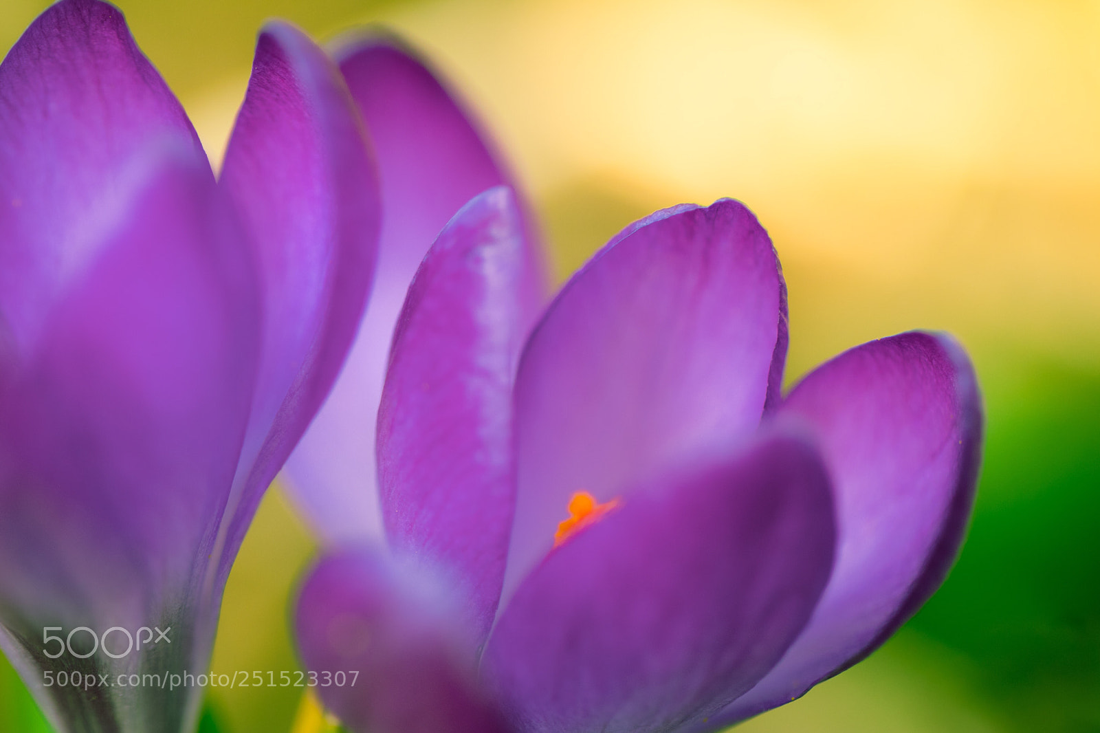 Canon EOS 80D sample photo. Spring  photography