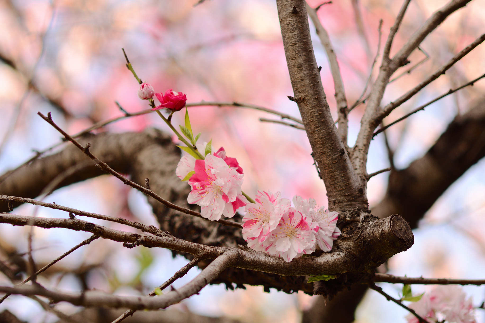 Nikon D7500 sample photo. Two colors prunus salicina photography