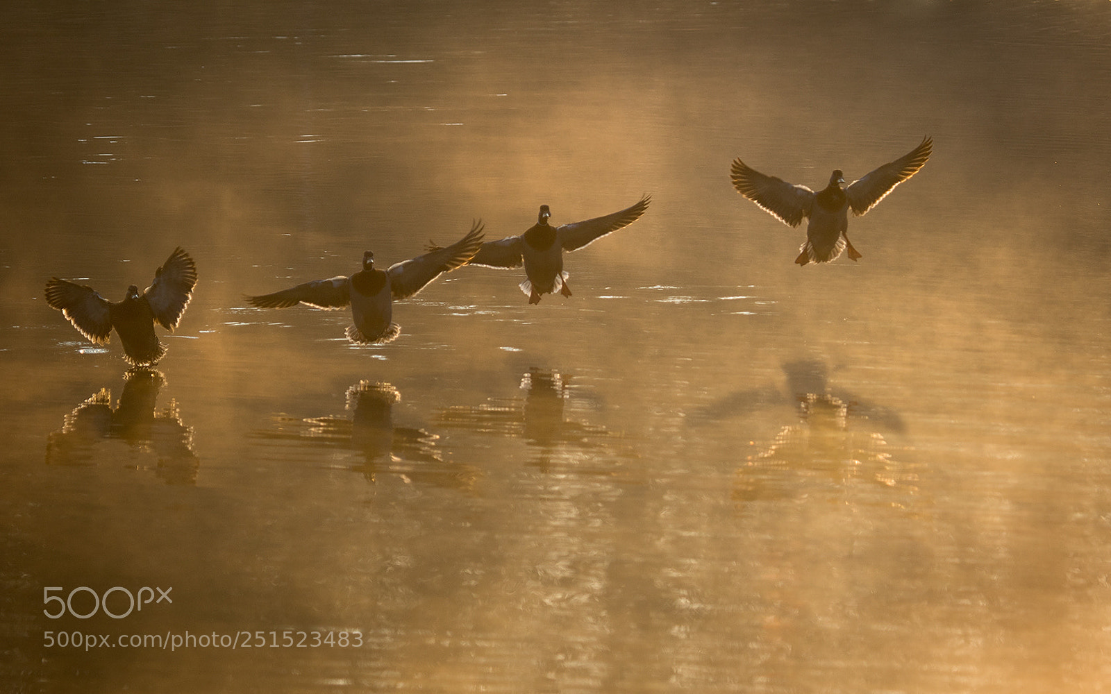Canon EOS 7D Mark II sample photo. Ducks photography