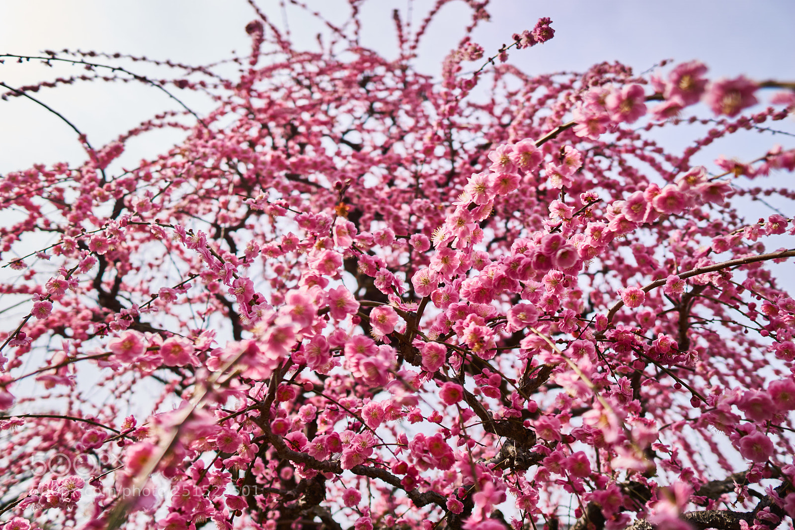 Sony a5100 sample photo. Plum in full bloom photography
