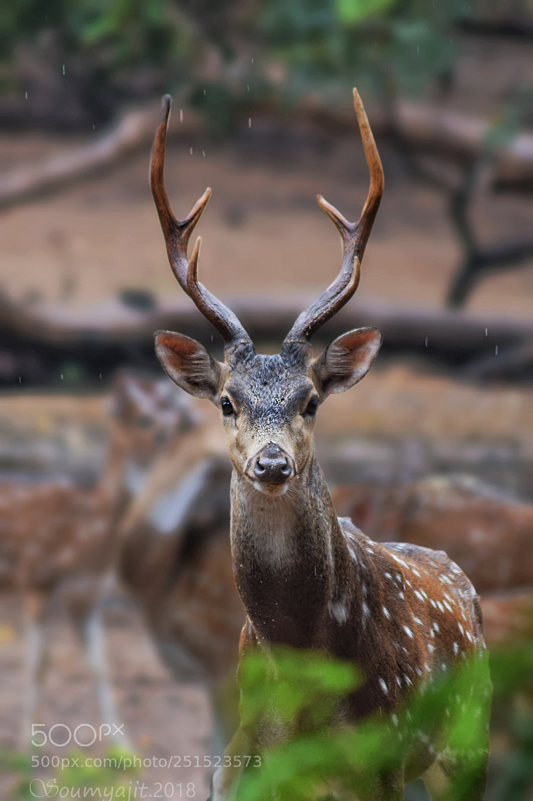 Nikon D3300 sample photo. Crowned photography