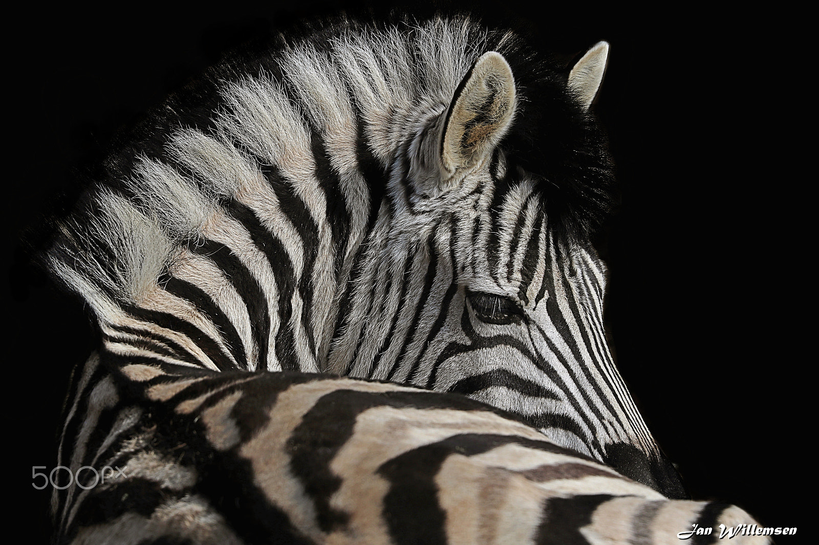 Canon EOS-1D X Mark II + Canon EF 300mm F2.8L IS II USM sample photo. Chapman's zebra photography