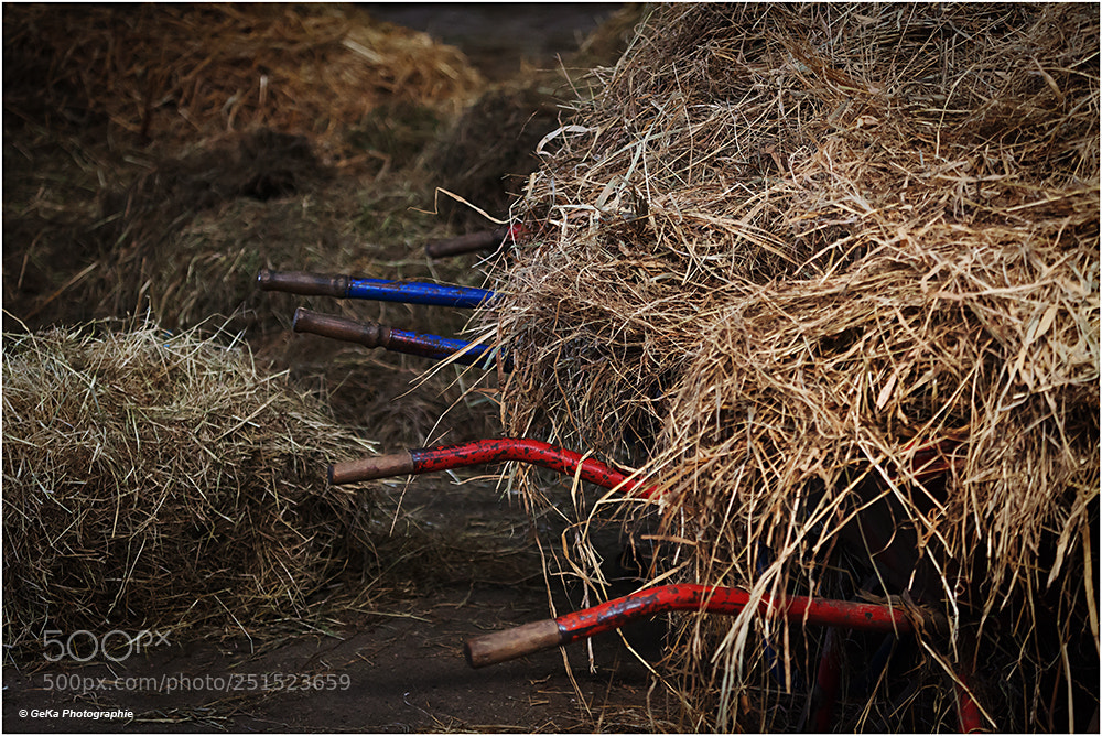 Canon EOS 5D Mark II sample photo. Stallbursche gesucht photography