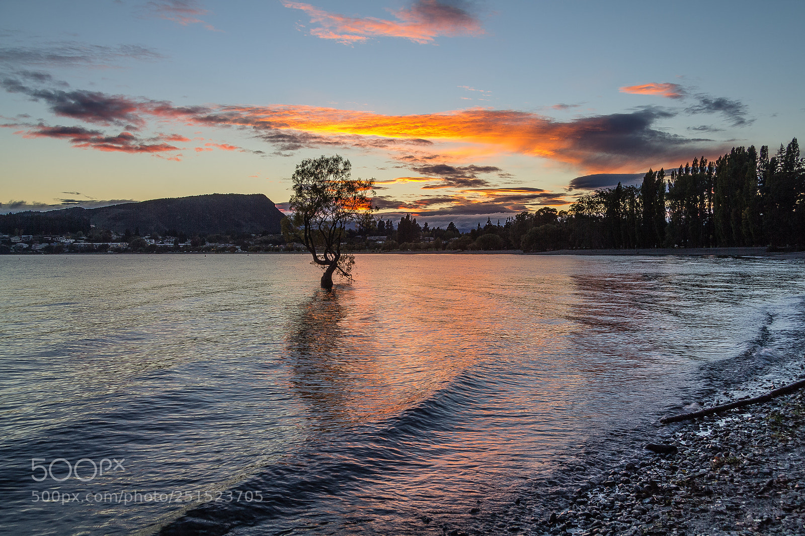 Canon EOS 60D sample photo. Wanaka tree at dawn photography