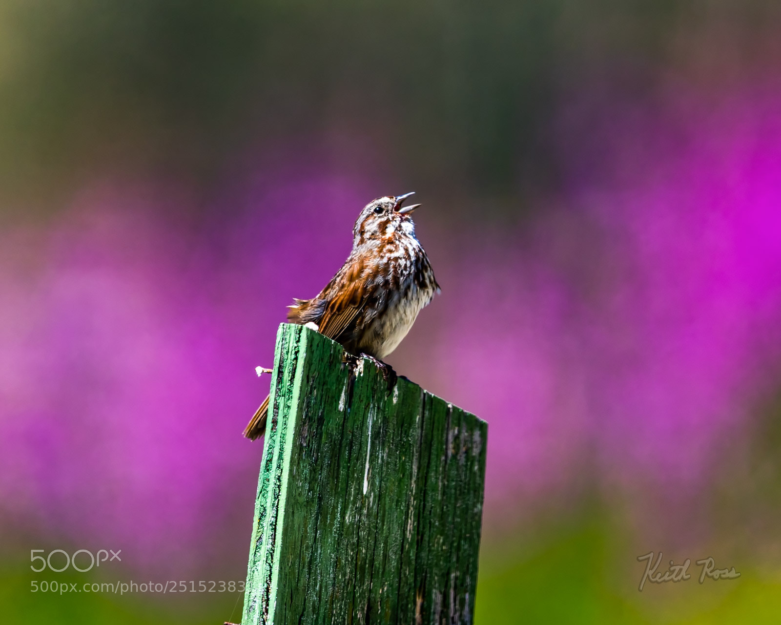 Canon EOS 7D Mark II sample photo. 595. song sparrow photography