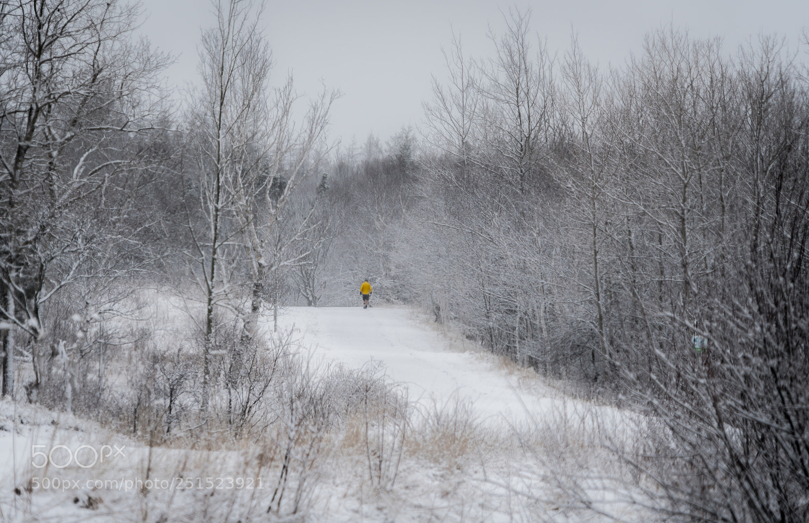 Sony a7R II sample photo. Winter 6 photography