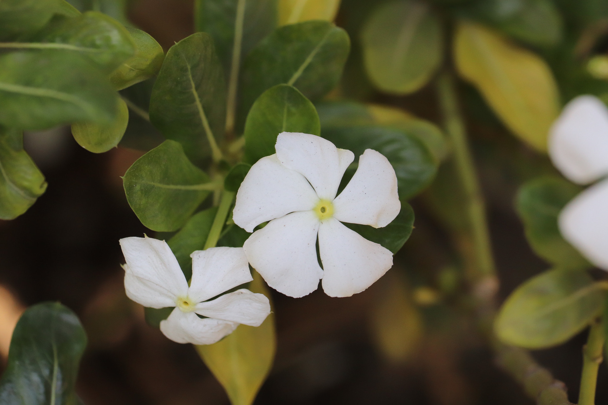 Canon EF-S 55-250mm F4-5.6 IS STM sample photo. White flower photography