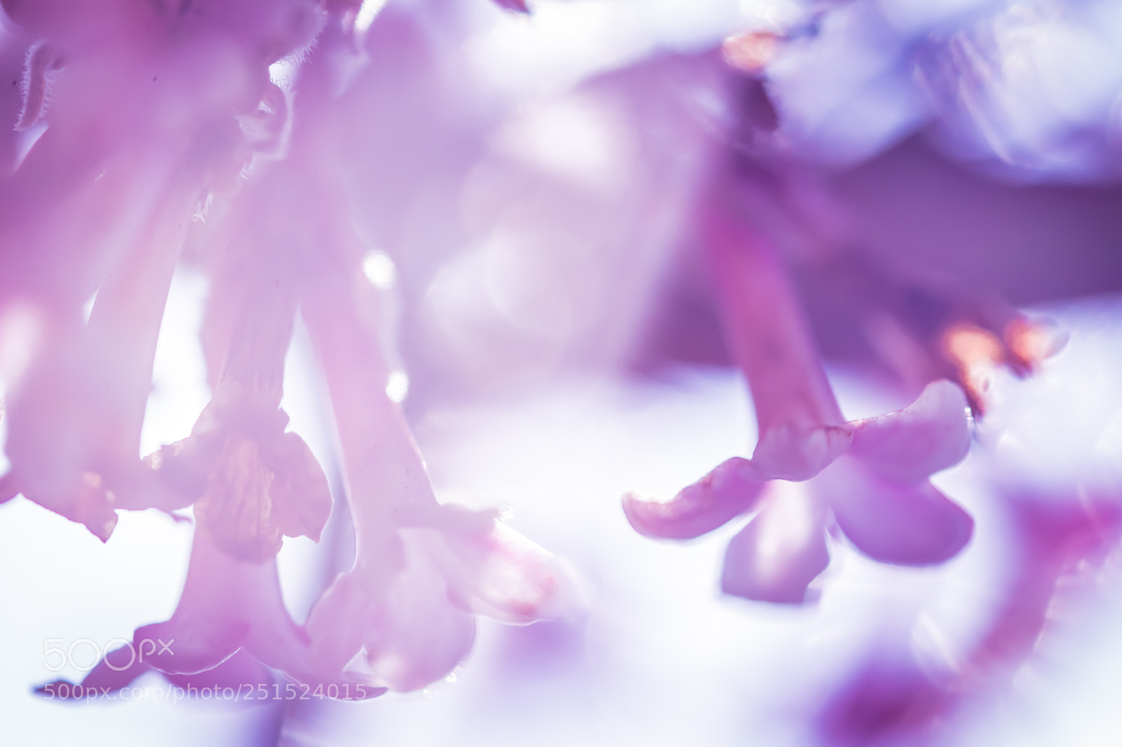 Canon EOS 77D (EOS 9000D / EOS 770D) sample photo. Springtime (3) photography