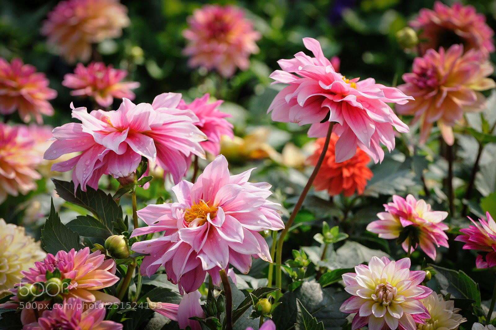 Nikon D3 sample photo. A photography