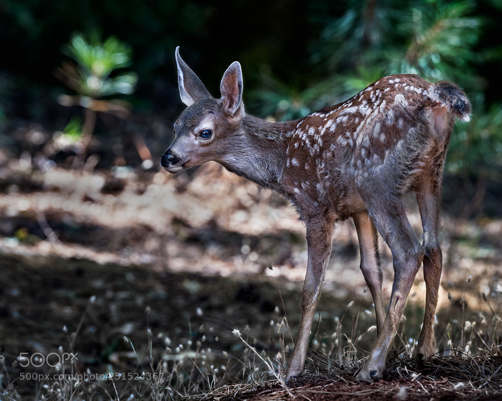 Nikon D5 sample photo. Newborn fawn - hello photography
