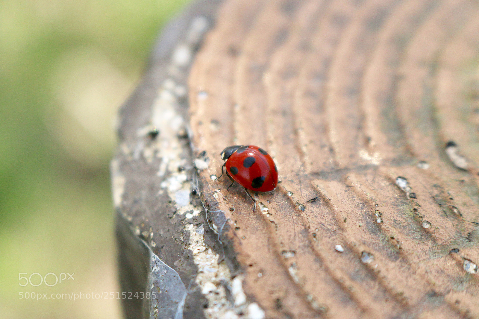 Canon EOS 70D sample photo. Spring photography