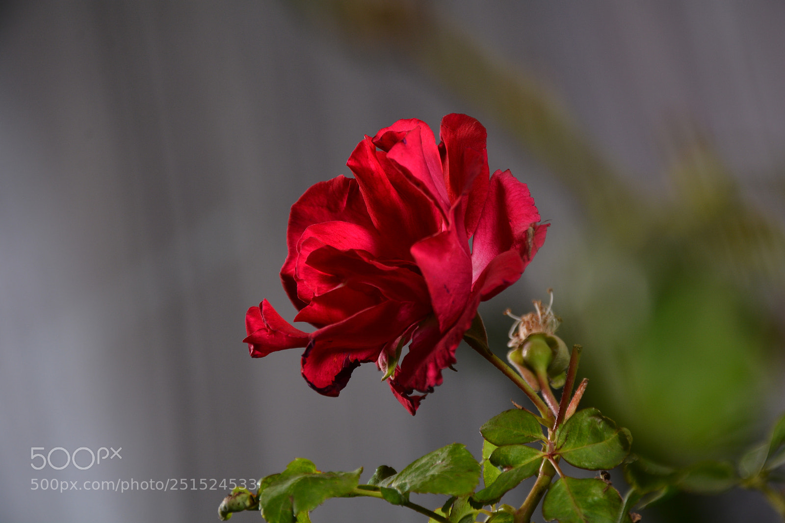 Nikon D7100 sample photo. Sai photography