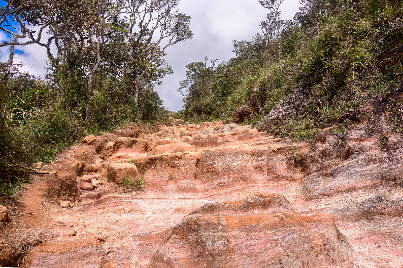 Nikon D7500 sample photo. Path photography
