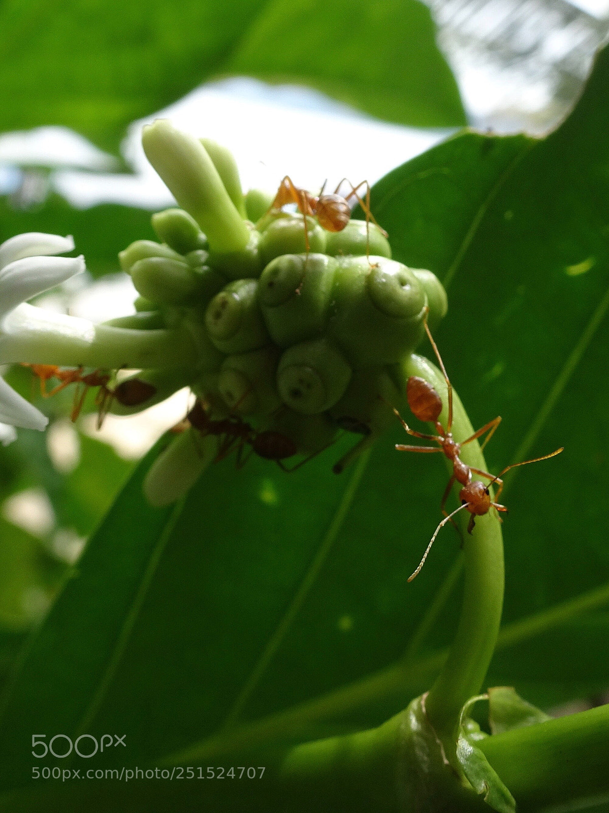 Sony DSC-HX90 sample photo. Back to the net.  photography