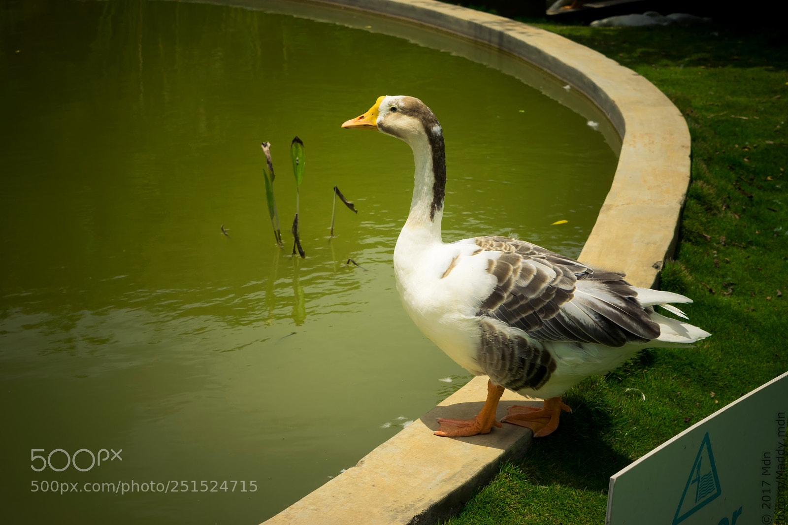 Nikon D3300 sample photo. Goose photography