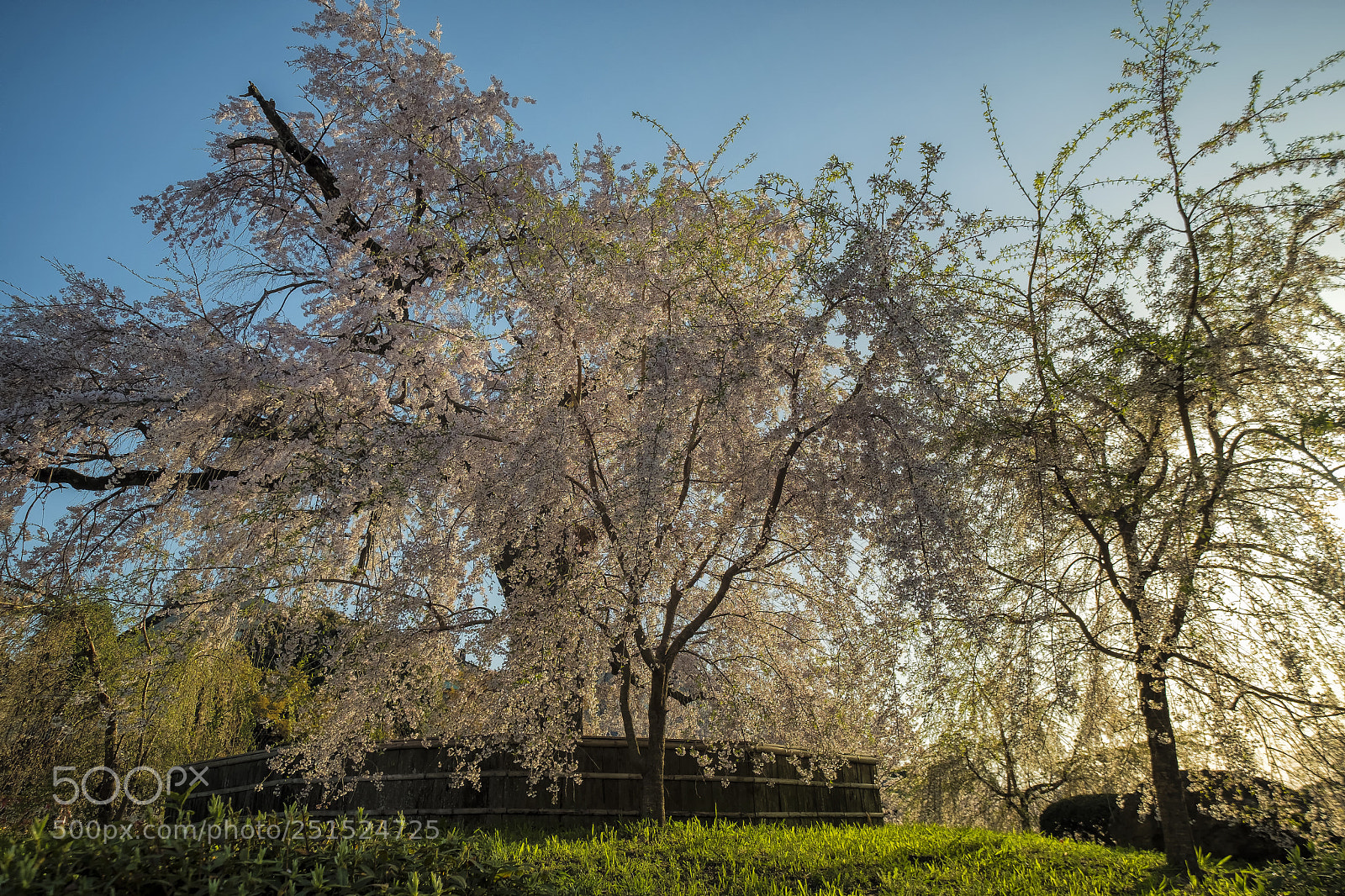 Fujifilm X-T2 sample photo. Maruyamakoen shiderazakura afternoon photography