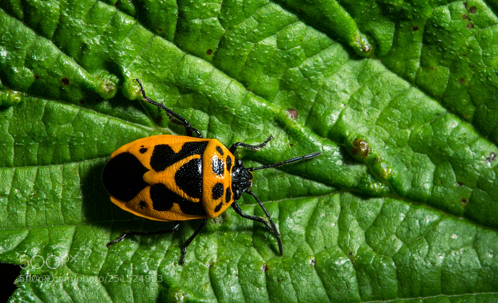 Nikon D7200 sample photo. Beetle photography