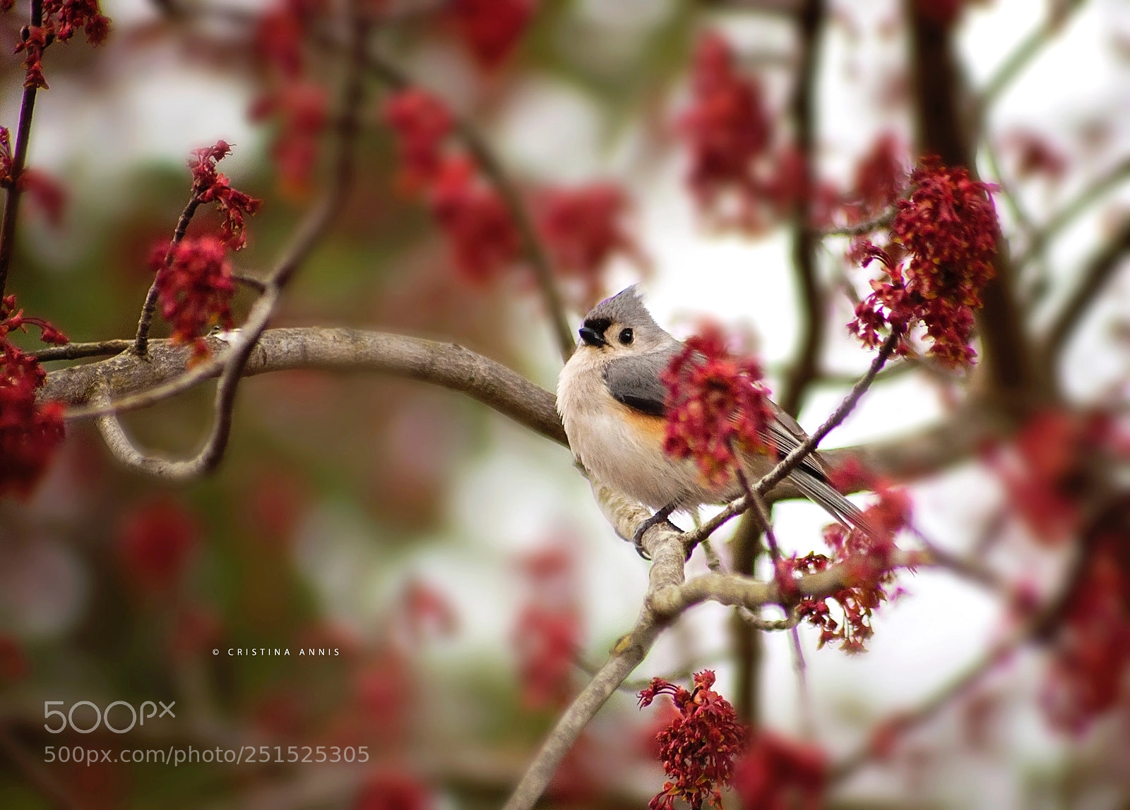 Nikon D90 sample photo. Tufted titmouse photography