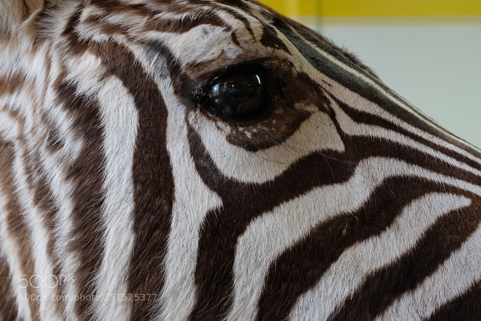 Fujifilm X100S sample photo. Zebra natural history museum photography