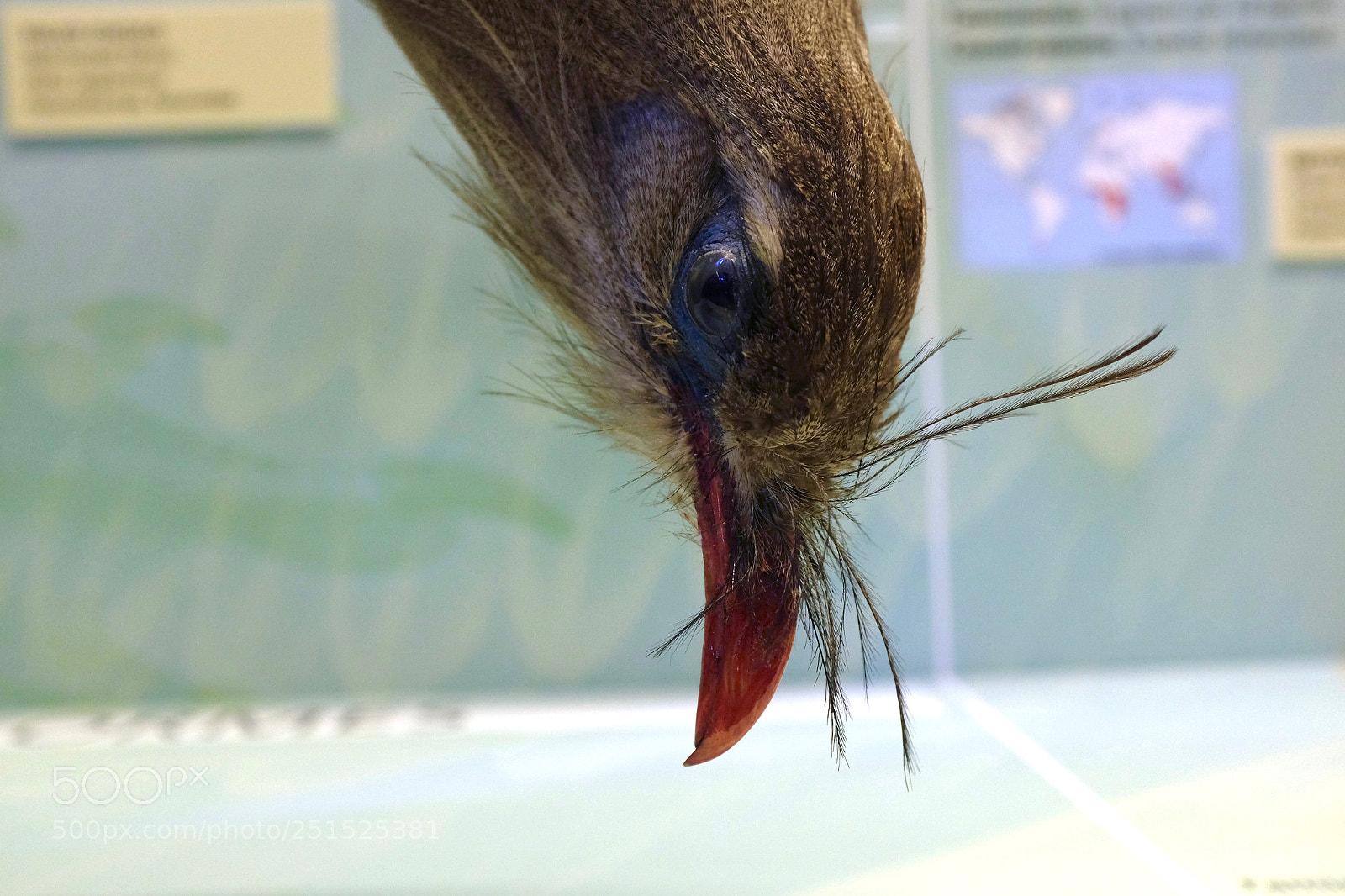 Fujifilm X100S sample photo. Bird natural history museum photography
