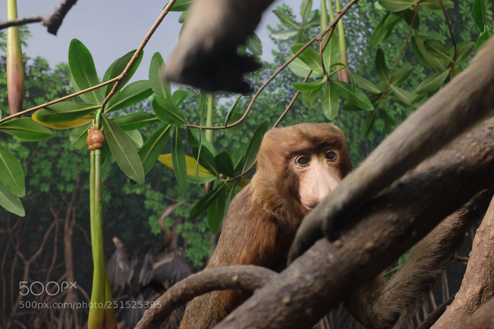 Fujifilm X100S sample photo. Probiscus monkey natural history photography