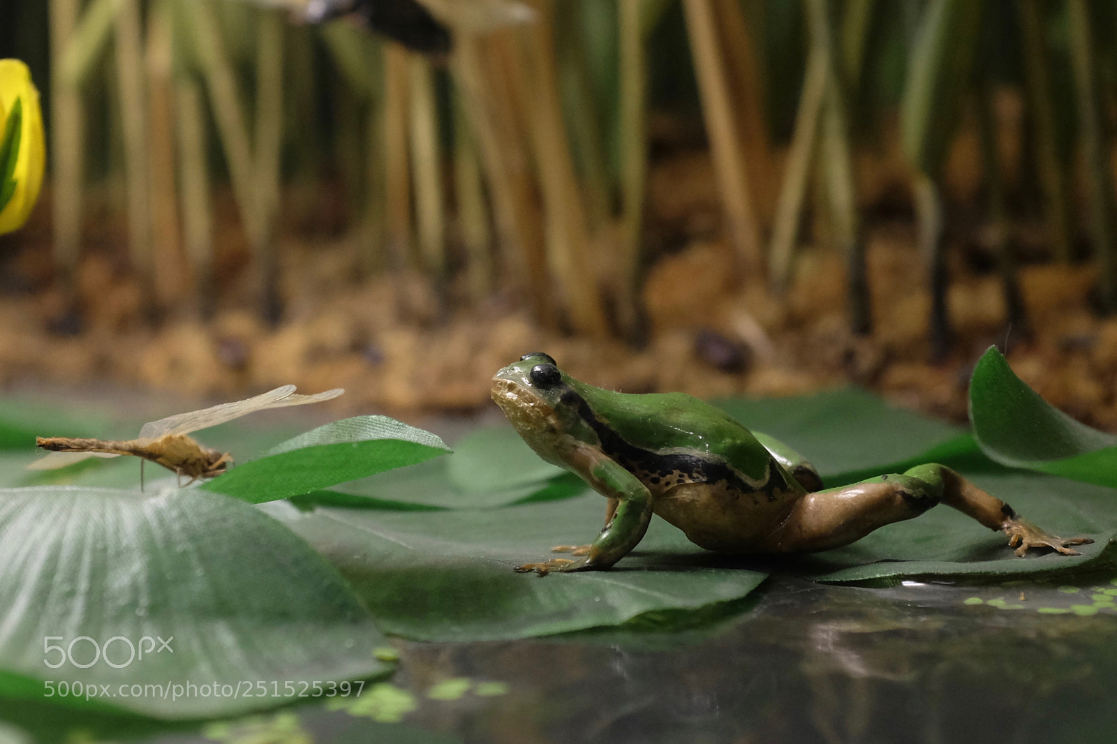 Fujifilm X100S sample photo. Frog natural history museum photography