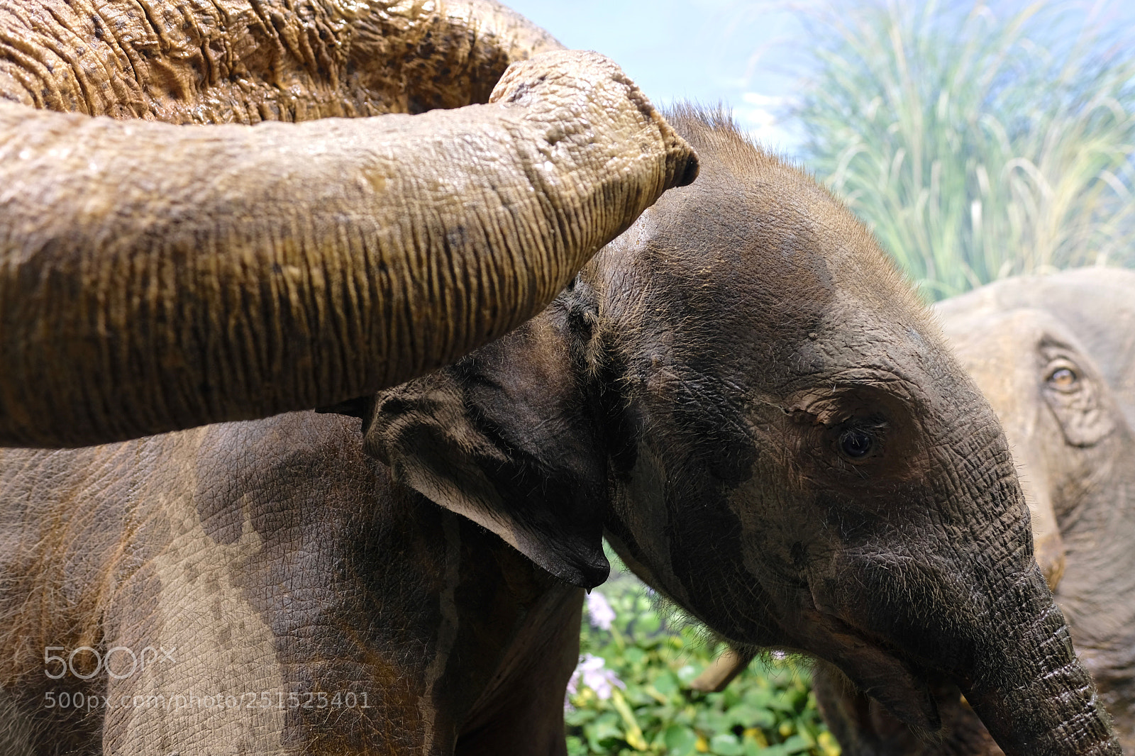Fujifilm X-T2 sample photo. Asian elephant natural history photography